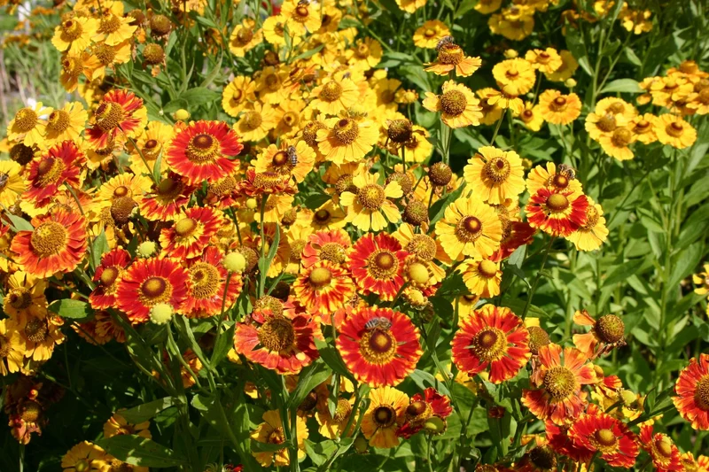 Helenium 'Feuersiegel' (Garten Sonnenbraut)