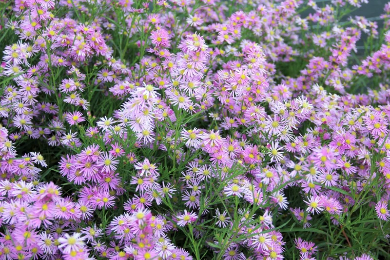 Aster ericoides 'Pink Star' (Myrtenaster)