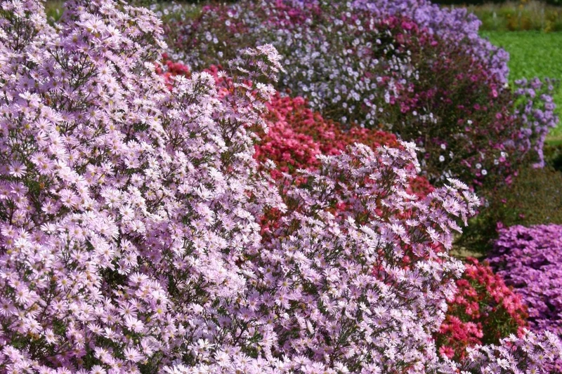 Aster ericoides 'Pink Star' (Myrtenaster)