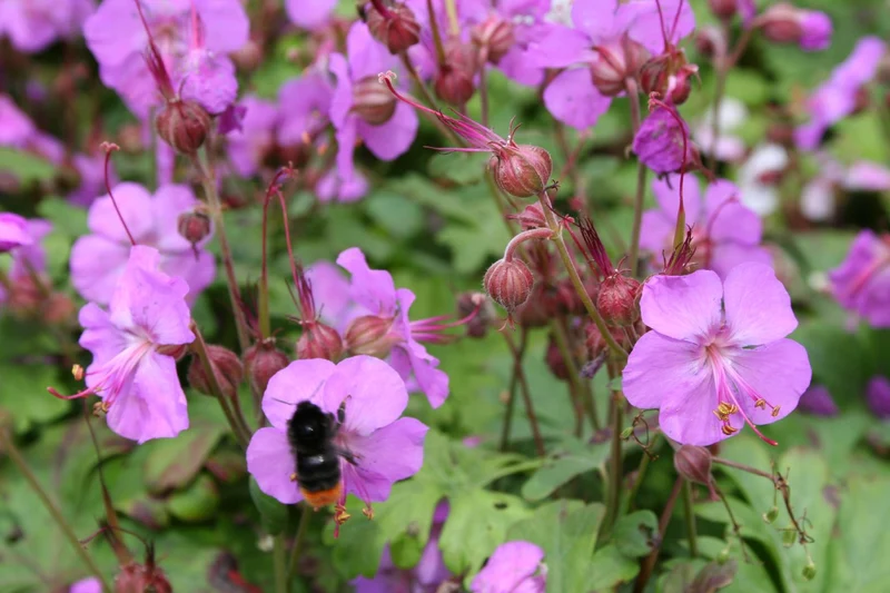 Geranium x cantabrigiense 'Karmina' (Cambridge-Storchschnabel)