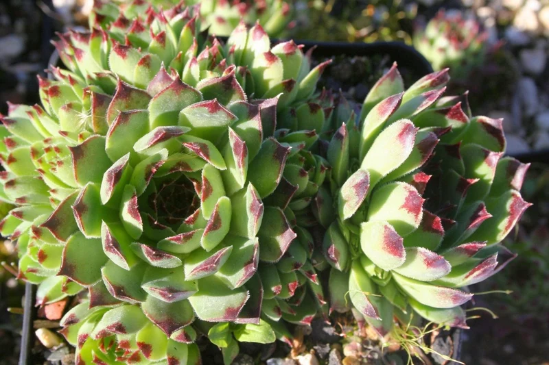 Sempervivum x hosanii (Hauswurz)
