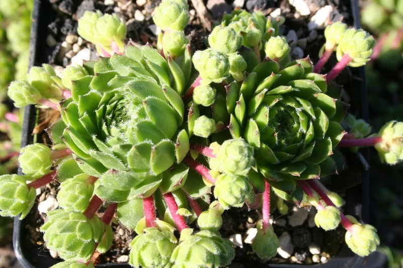 Sempervivum 'Fontana' (Hauswurz)