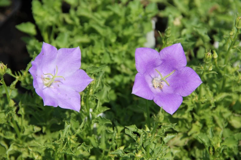Campanula carpatica 'Blaue Clips' (Karpaten- Glockenblume)