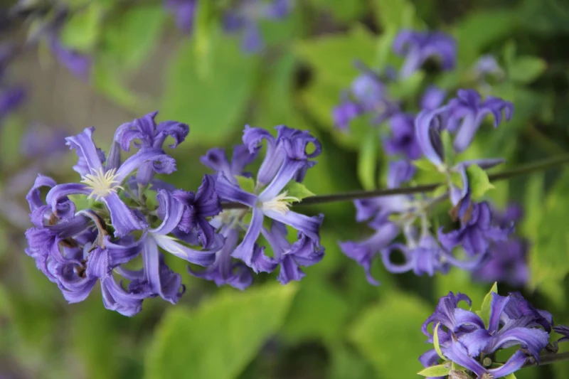 Clematis Heracl. 'Cassandra' (Stauden-Waldrebe)