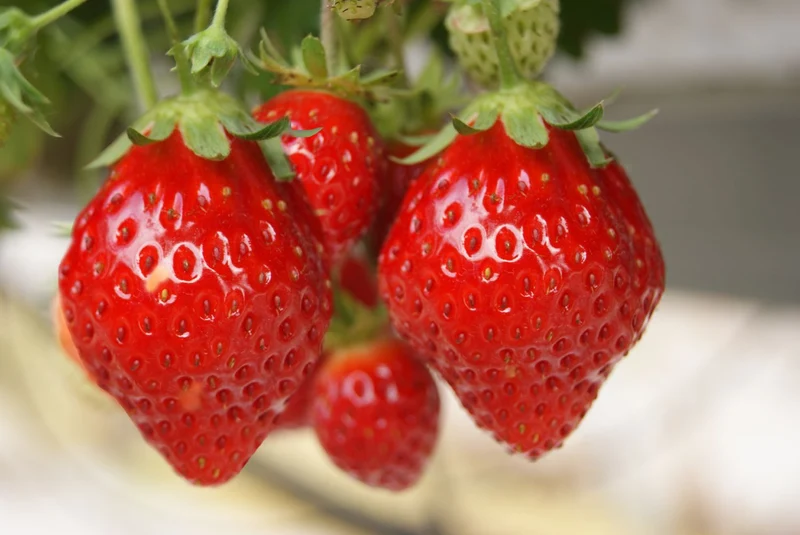 Fragaria vesca 'Mara des Bois' (Immertragende Aroma-Erdbeere)