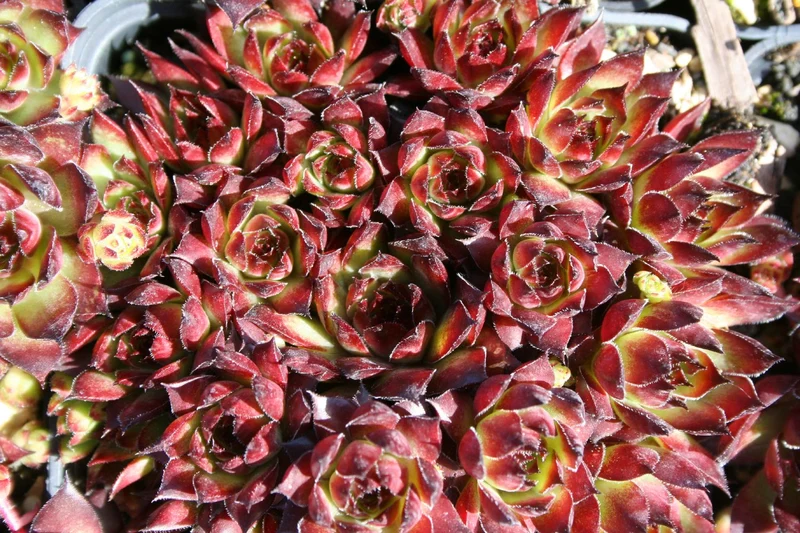 Sempervivum 'Bronco' (Garten-Hauswurz)