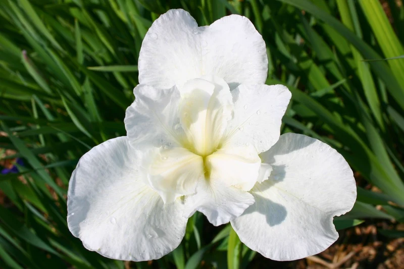 Iris sibirica 'Marshmallow Frosting' (Sibirische Schwertlilie)