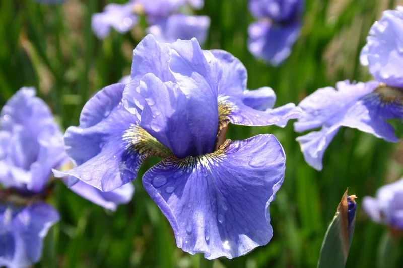 Iris sibirica 'Hellblauer Riese' (Sibirische Schwertlilie)