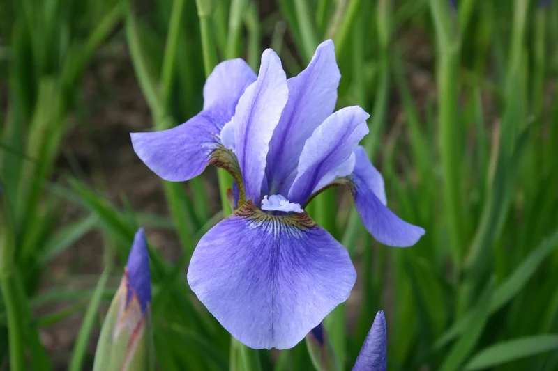 Iris sibirica 'Harpswell Haze' (Bartlose Garten-Schwertlilie)
