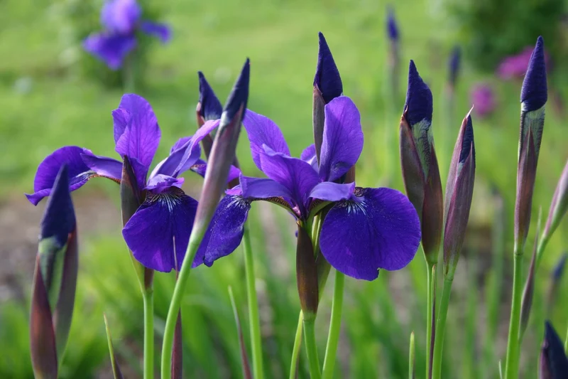 Iris sibirica 'Caesar´s Brother' (Bartlose Garten-Schwertlilie)