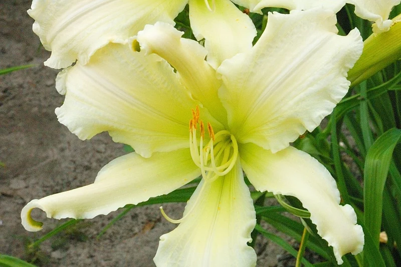 Hemerocallis 'Heavenly Angel Ice' (Großblumige Taglilie)