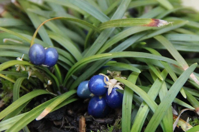 Ophiopogon japonicus 'Minor' (Kleiner Garten-Schlangenbart)