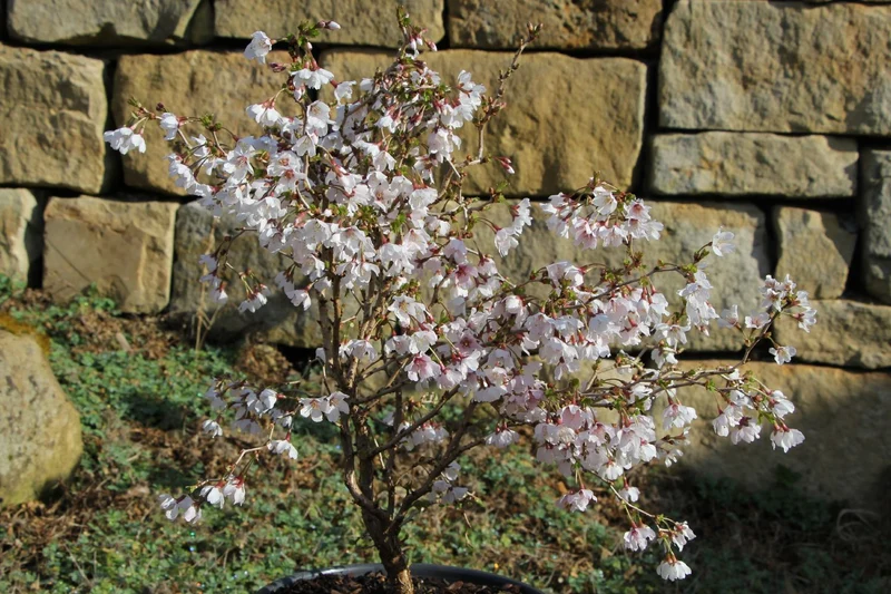 Prunus incisa 'Kojou-no-mai' (Geschlitzte Kirsche)