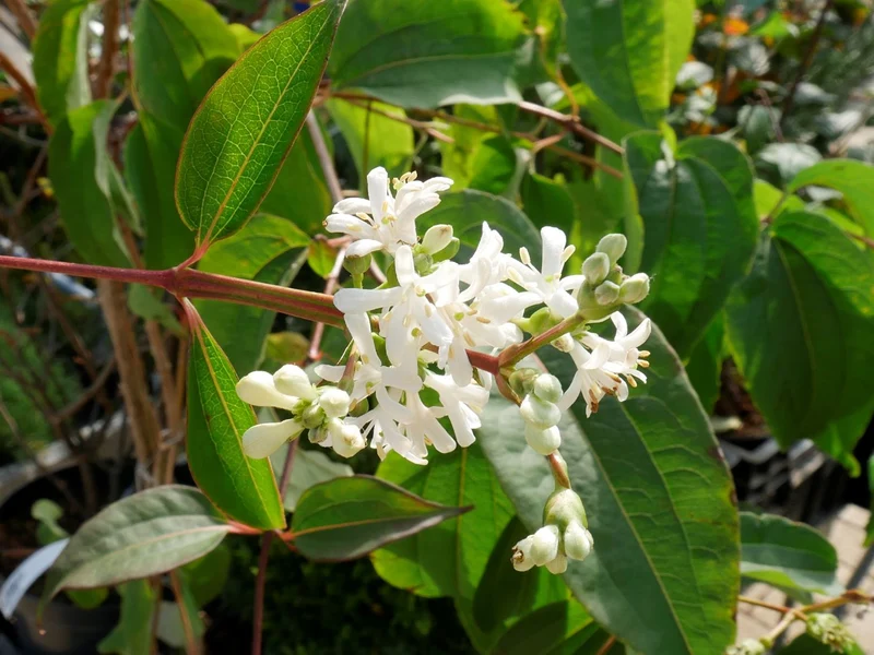 Heptacodium miconioides (Sieben-Söhne-des-Himmels-Strauch)