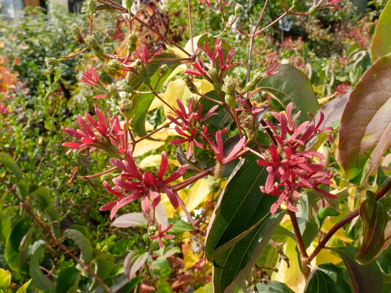 Heptacodium miconioides (Sieben-Söhne-des-Himmels-Strauch)