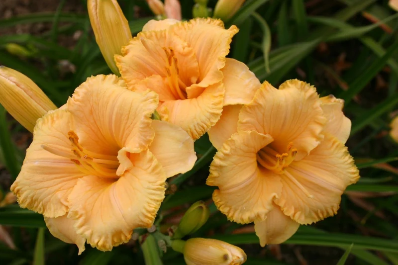 Hemerocallis 'Spacecoast Tiny Perfection' (Miniaturblütige Taglilie)