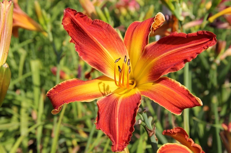 Hemerocallis 'Firestorm' (Großblumige Taglilie)