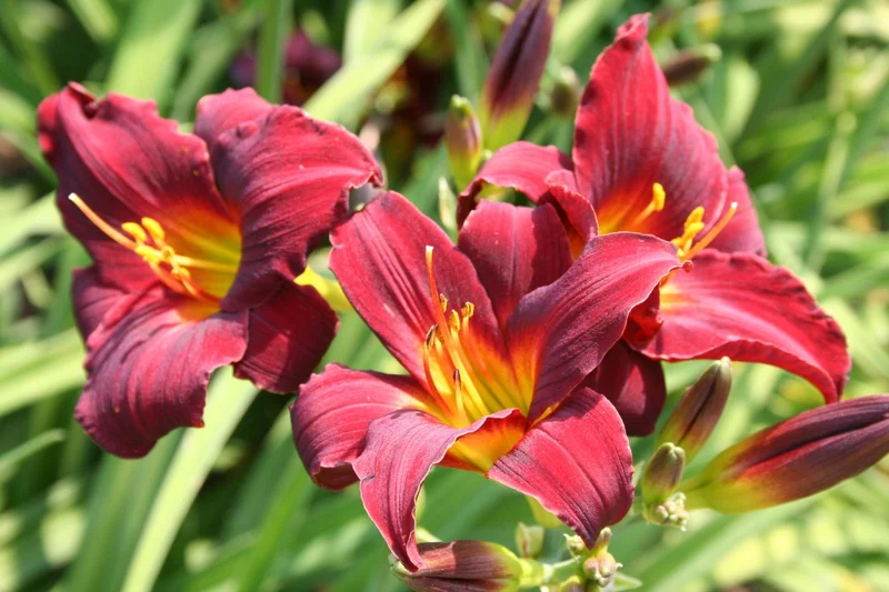 Hemerocallis 'Dark Avenger' (Kleinblumige Taglilie)