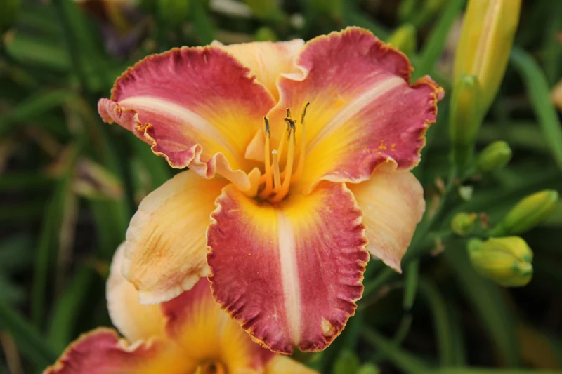 Hemerocallis 'Buc Clair de Lune' (Großblumige Taglilie)