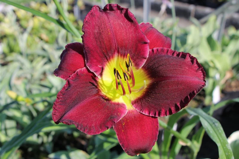 Hemerocallis 'Bela Lugosi' (Großblumige Taglilie)