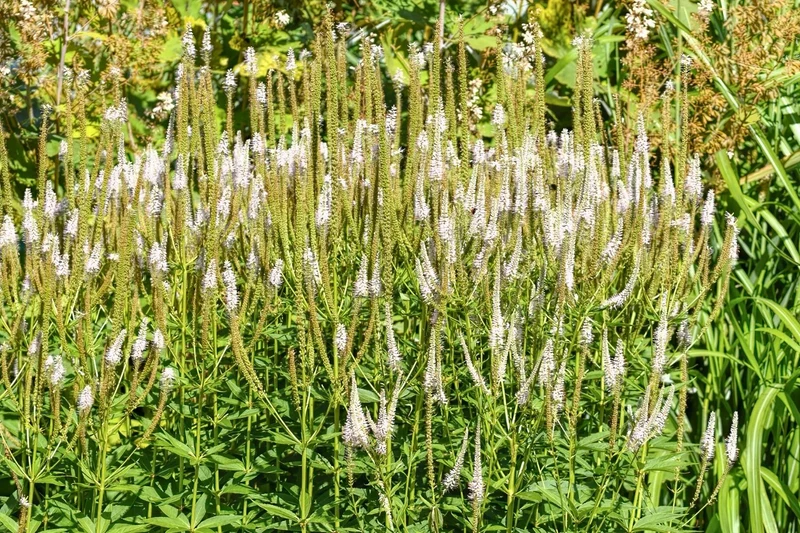 Veronicastrum virginicum 'Album' (Kandelaberehrenpreis)