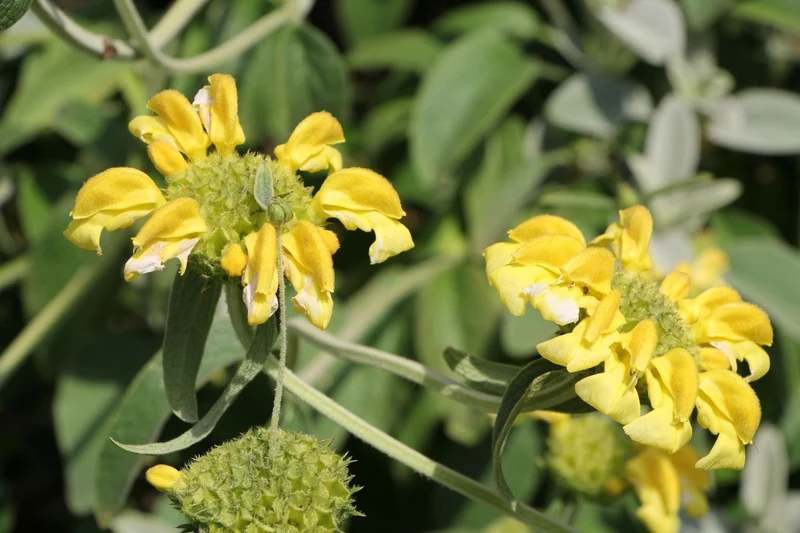 Phlomis chrysophylla (Goldblättriges Brandkraut)