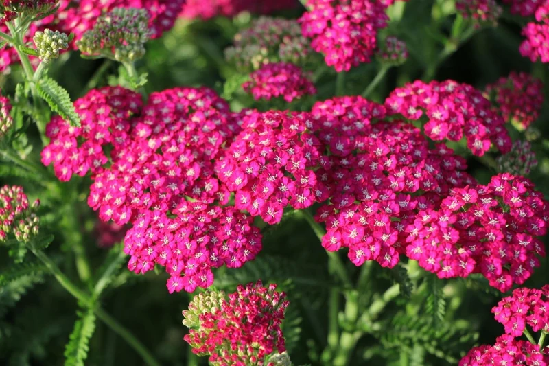 Achillea millefolium 'New Vintage Violet' ® (Schafgarbe)