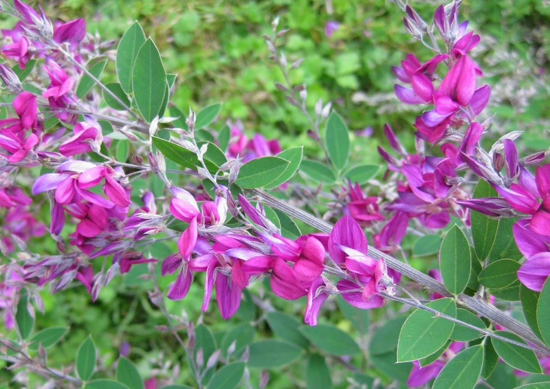 Lespedeza thunbergii (Thunbergs Buschklee)