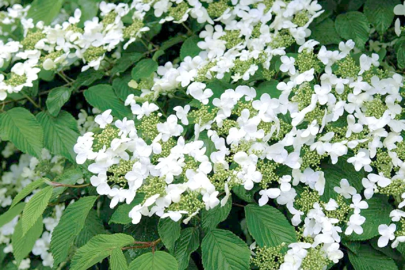 Viburnum plicatum 'Mariesii' (Japanischer Etagen-Schneeball)