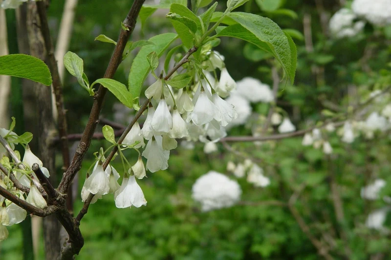Halesia carolina 'Uconn Wedding Bells' (Schneeglöckchenbaum)