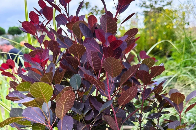 Cotinus coggygria 'Lilla' ® (Roter Perückenstrauch)