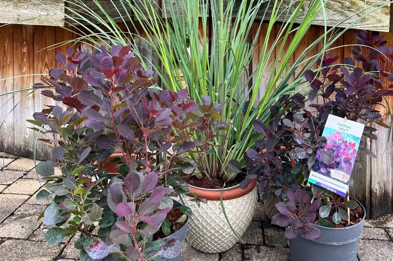 Cotinus coggygria 'Lilla' ® (Roter Perückenstrauch)