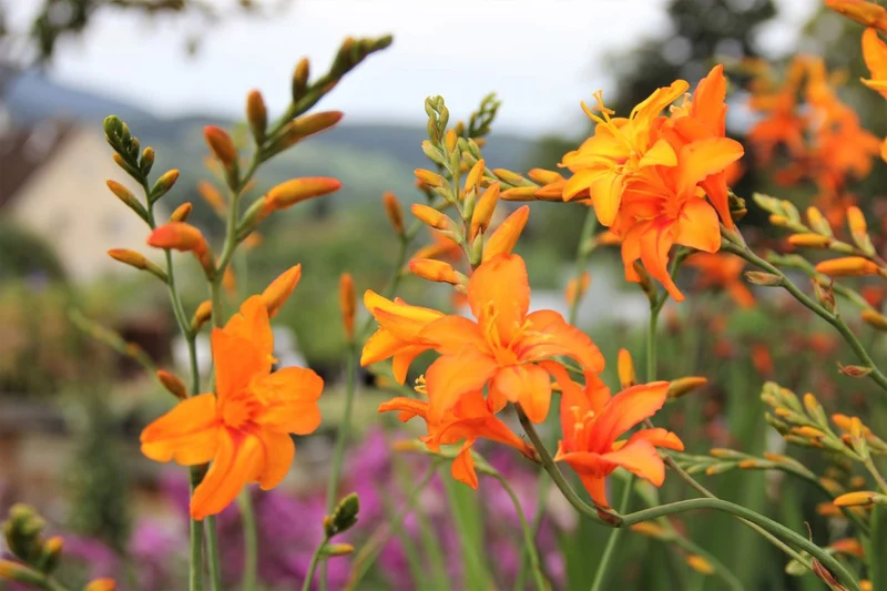 Crocosmia x crocosmiiflora 'Okavango' (Montbretie)