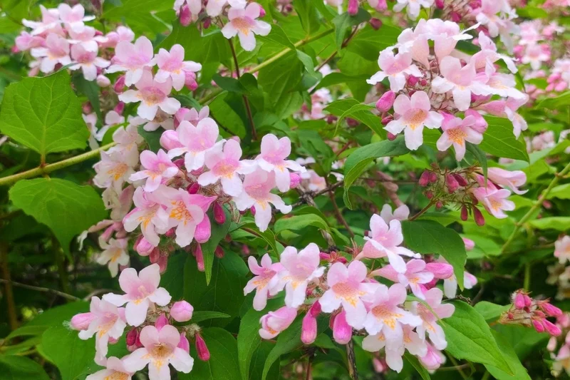 Kolkwitzia amabilis (Perlmuttstrauch)