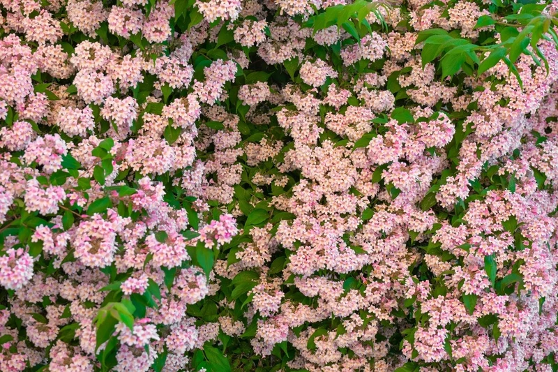Kolkwitzia amabilis (Perlmuttstrauch)