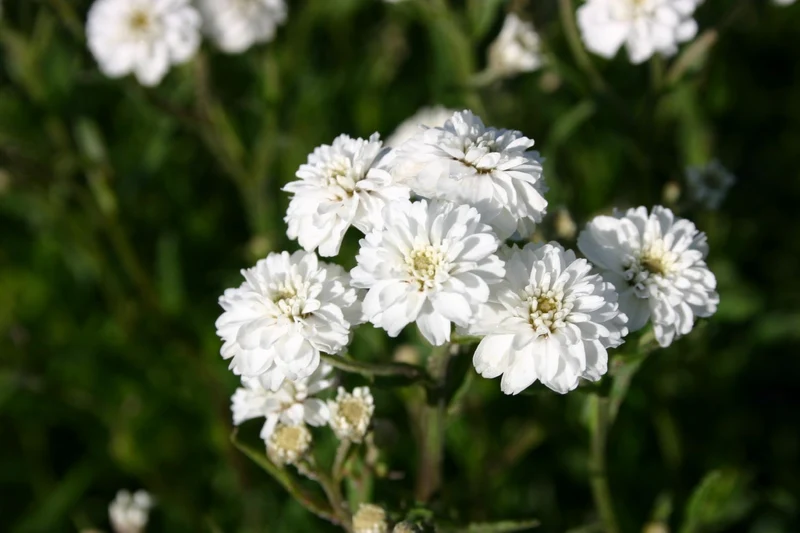 Achillea ptarmica 'The Pearl' (Garten-Bertrams-Garbe)