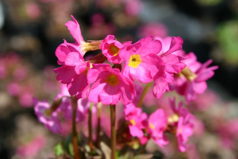 Primula rosea 'Gigas' (Rosen-Schlüsselblume 'Gigas')
