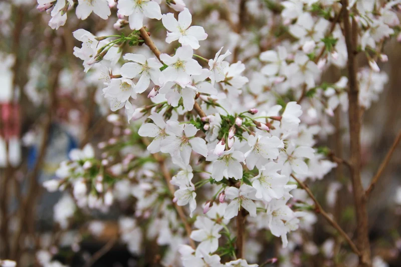 Prunus kurilensis 'Brillant' CAC (Kurilenkirsche 'Brilliant')
