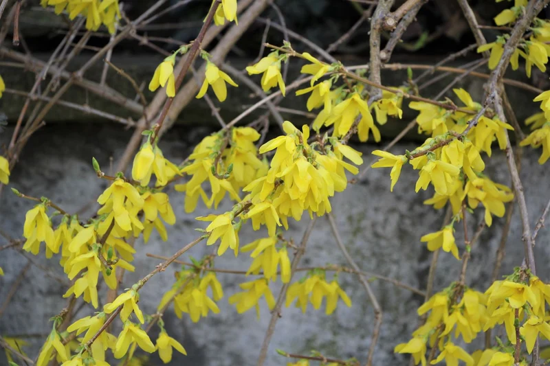 Forsythia intermedia 'Goldrausch' (Forsythie)