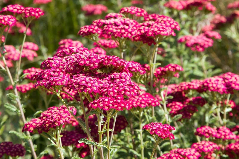 Achillea millefolium 'Summerwine' (Schafgarbe)