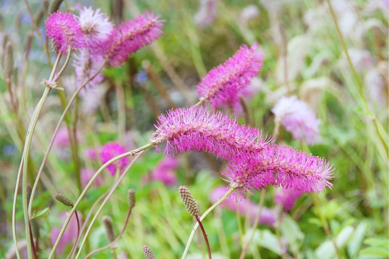Sanguisorba 'Lilac Squirrel' (Flaschenbürsten - Wiesenknopf)