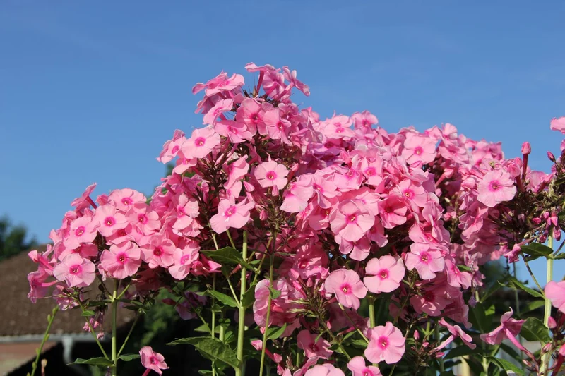 Phlox paniculata 'Herbstwalzer' (Hohe Flammenblume)