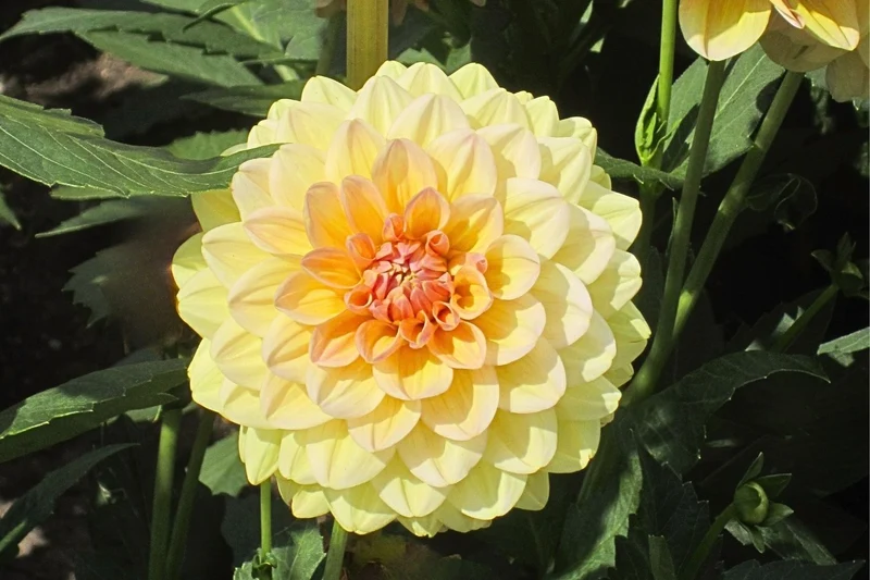 Dahlia 'Maya' (Schmuck-Dahlie)