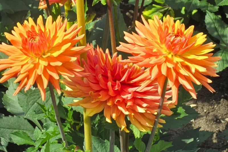 Dahlia 'Ludwig Helfert' (Kaktusblütige Dahlie)