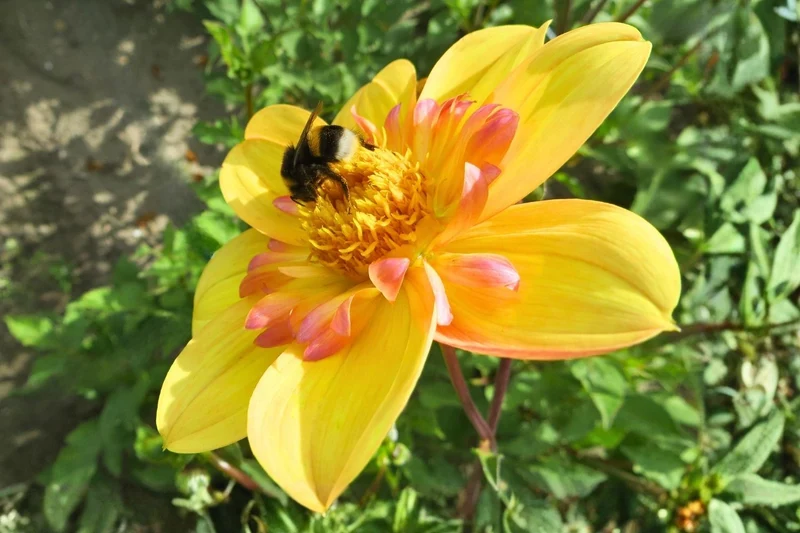 Dahlia 'Kelsey Annie Joy' (Halskrausen-Dahlie)