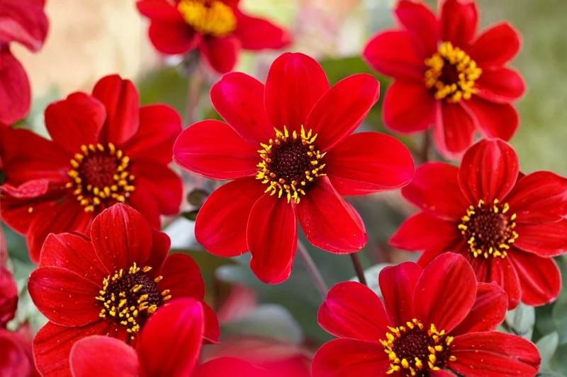 Dahlia 'Happy Single Romeo' (Einfachblühende Dahlie)