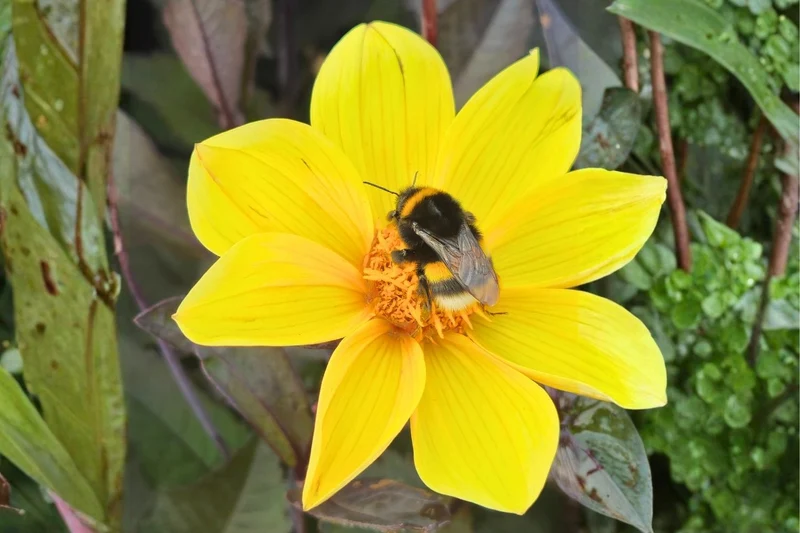 Dahlia 'Happy Single Party' (Einfache Dahlie)
