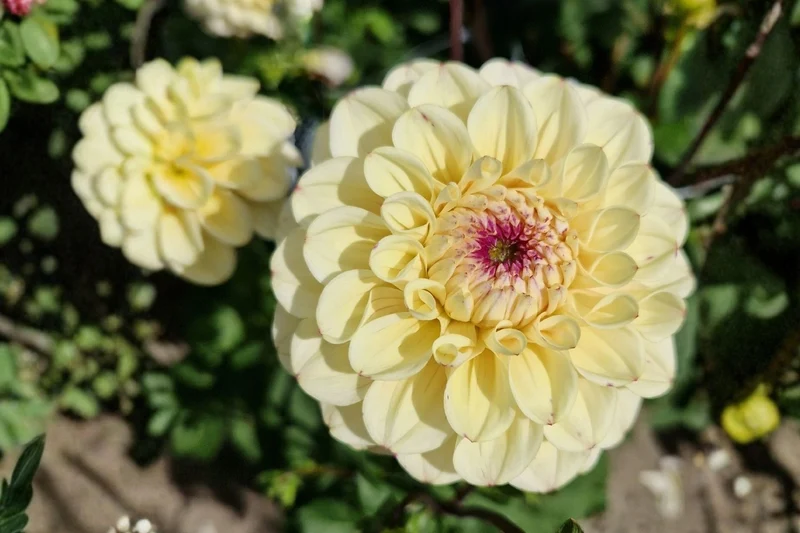 Dahlia 'Bolt' (Ball-Dahlie)