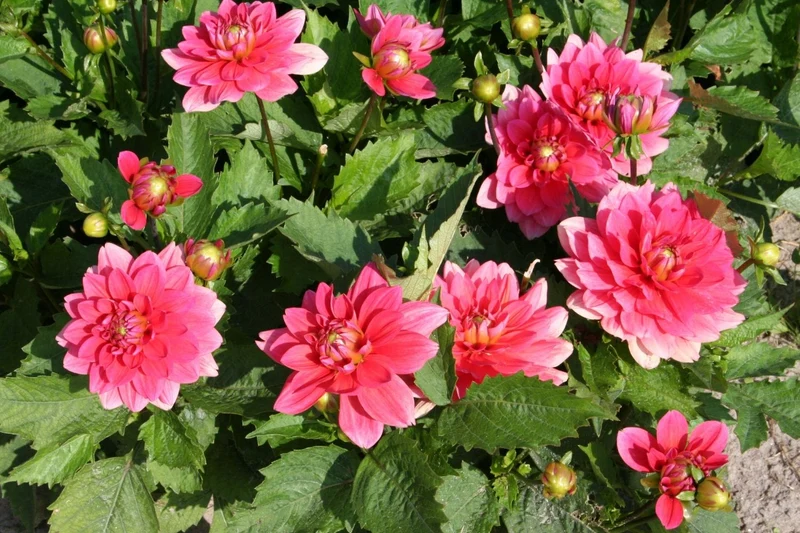 Dahlia 'Berliner Kleene' (Niedrige Dahlie)