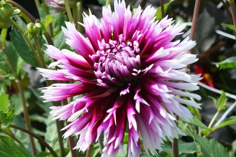 Dahlia 'Alauna Clair-Oscur' (Kaktusblütige Dahlie)